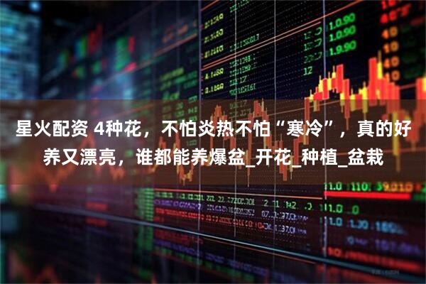 星火配资 4种花，不怕炎热不怕“寒冷”，真的好养又漂亮，谁都能养爆盆_开花_种植_盆栽